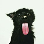 @marlayorkiepoo - Instagram