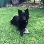 Marlee Dog - @marlee_black_wolf - Instagram