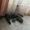 Marlee Wolf - @sven194150 - TikTok