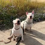 Marlen&Miguel - @marlen_miguel_minibullterrier - Instagram