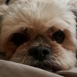 Gizmo - @marlen.narvaez - Instagram