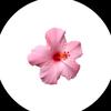 🌺Marlena🌺 - @marlena.clean - TikTok