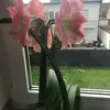 Marlene Albrecht - @marlene.albrecht6 - TikTok
