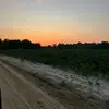 🦆Allison🦆 - @allisonmarlene.13 - TikTok