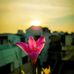 Marlene Amaral - Facebook