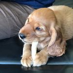 Marlene Andersen - @bustersstoreverden - Instagram