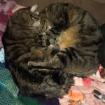 Marlene Ballard - @crochetingcatmom1984 - Instagram