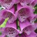 Marlene Bennett - Facebook
