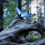 Marlene Birch - @marlenebirch1 - Instagram
