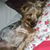 Bolinha - @marlene_bolinha - TikTok