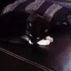 esy cheasy 2.0 - @marlene.boemer - TikTok