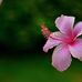 Marlene Campos - Facebook