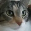 Hootie - @marlenecote - TikTok