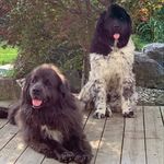 Marlene Côté DiFruscio - @cotedifruscio - Instagram