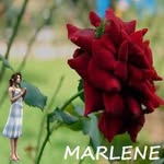 Marlene Garcia - @marlenedelli - Instagram
