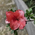 Marlene Dickson - Facebook