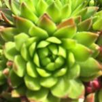 Marlene Keller - @marlene.keller.blumen - Instagram