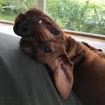 Marlene Englert - @ruebli73 - Instagram