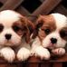 Marlene Everett - Facebook