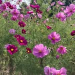 Marlène Friedrich - @marlenefriedrich_fleursdebach - Instagram