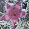Marlene Gerber - @marlene.gerber4 - TikTok