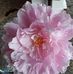Marlene Gilbert - Facebook