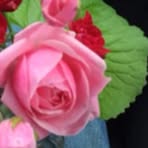 Marlene Hale - Facebook