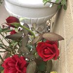 Marlene Higginson - @marlenehigginson - Instagram