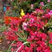 Marlene Kuhn - Facebook