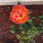 Marlene Landers - @stubborn_mom - Instagram