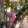 Marlene Lazaro - @marlene.lazaro5 - TikTok