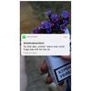 🌻Marlene_Mohr🌻 - @marlene37343 - TikTok