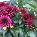 Marlene Morin - @marleneannemorin - Instagram