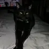 Lokiboy - @marlene.nicholas2 - TikTok