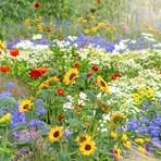 Marlene Nolan - Facebook