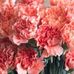 Marlene Norton - Facebook
