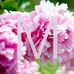 Marlene paradis photo - Facebook