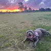 Username - @marlene.pepper - TikTok