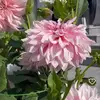Marlene Preciado - @marlene.preciado8 - TikTok
