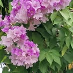 Marlene Ritchie-Knowles - Facebook