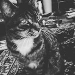 marlene robertson - @my.cat.marlene - Instagram