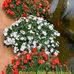Marlene Royer - Facebook