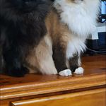 marlene ryan - @maxharumy2cats - Instagram