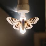 Marlene Schauer - @mothstolightpodcast - Instagram