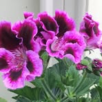 Marlene Schultz - Facebook