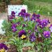 Marlene Sparks - Facebook