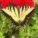 Marlene Spicer - Facebook