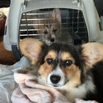 Marlene Steinberg - @sage_and_zoey_dee - Instagram