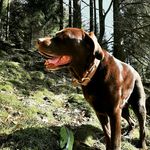 Marlene Szabo - @schaka_alpaka - Instagram