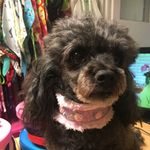Marlene thorne - @collarsk9 - Instagram